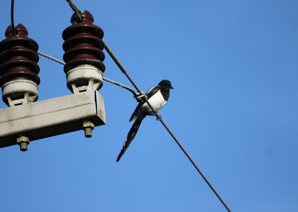 Nepriklausomi elektros tiekėjai mažina kainas